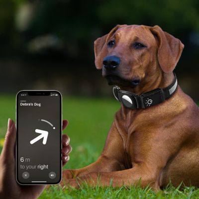 Nighttime Dog Collar + FREE AirTag Holder