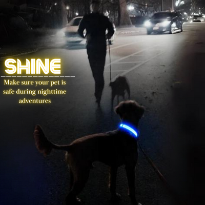 Nighttime Dog Collar + FREE AirTag Holder